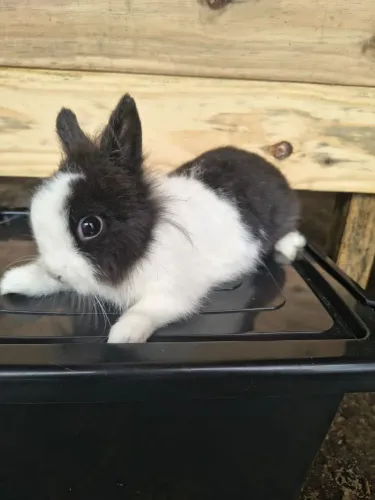 Mini coelho comum