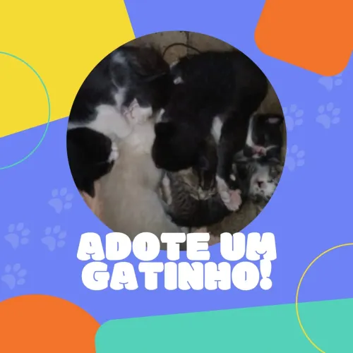 Adote um gatinho! 