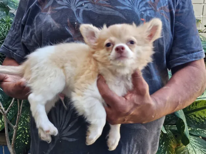 Macho chihuahau
