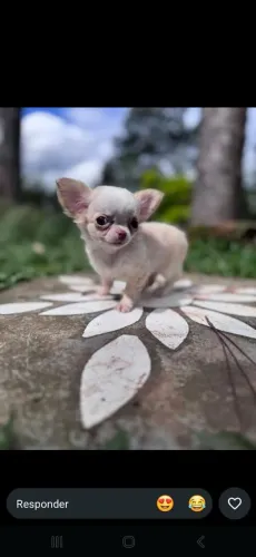 Chihuahua