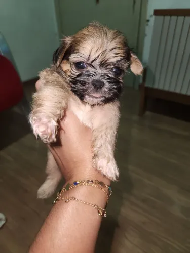 Vendo casal de shi-su com 30 dias puro!