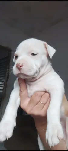 Vendo filhote de Pit Bull