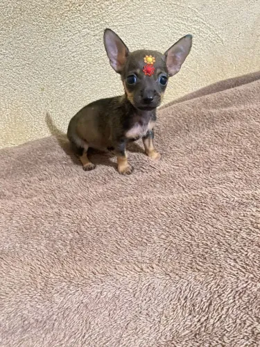 Pinscher machinho