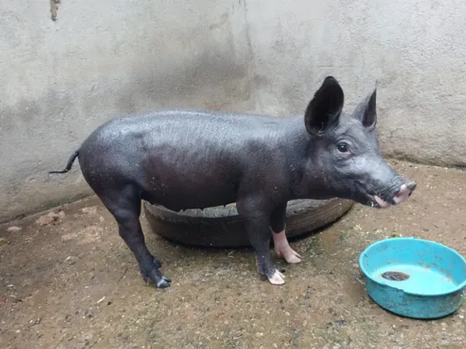 porco para venda ou troca