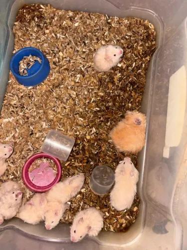 Lindos filhotes hamster sirio