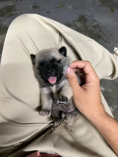 Vuldogue frances com lulu da pomerania macho