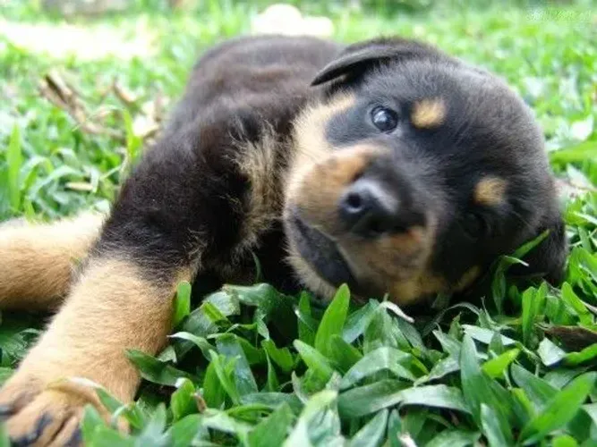 Rottweiler macho filhote