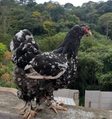Brahma pintada 