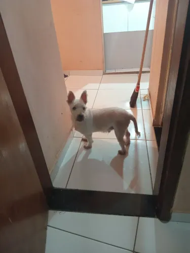 Doação de pet 