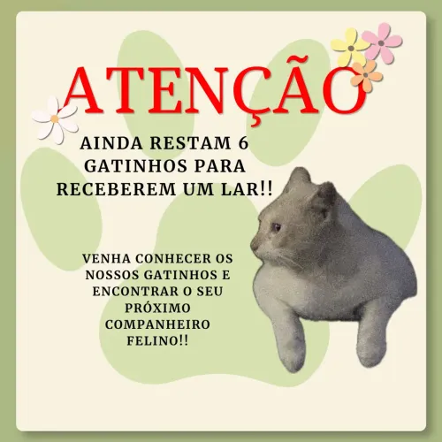 Gatinhos para adoção