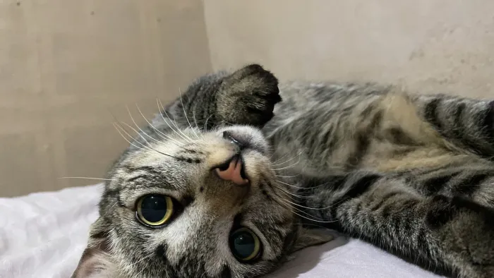 Adoção de gato macho
