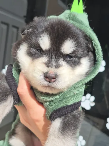 Filhote husky wooly