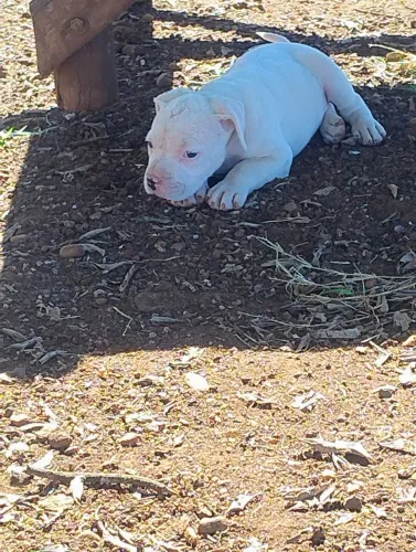 Filhote pitbul