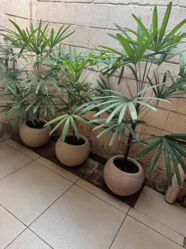 Vajo de planta