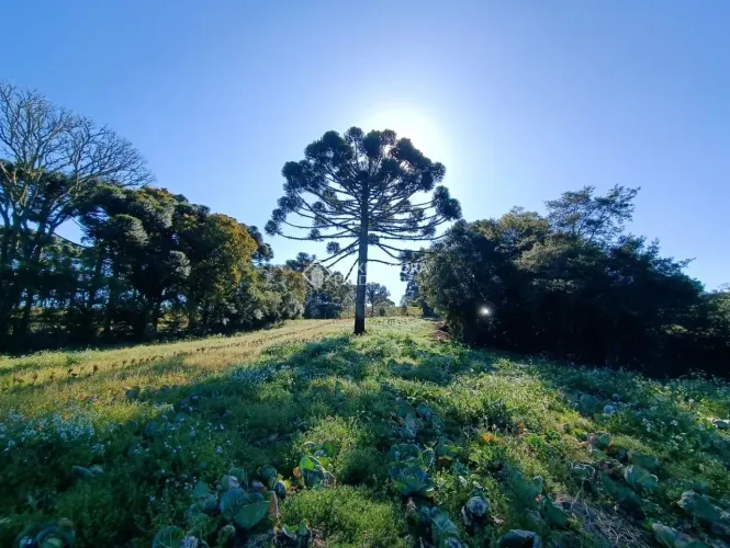 Terreno à venda, 19271 m² por R$ 699.000,00 - Avencal - São José dos Pinhais/PR