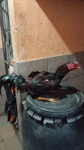 Galo mura