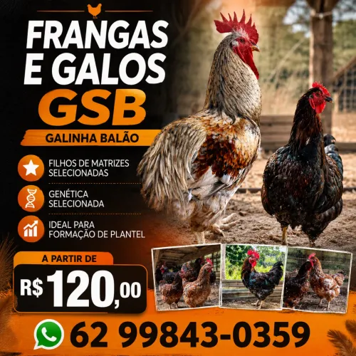 Galinhas e galos GSB balão