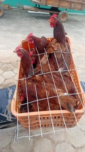 Galinhas poedeiras