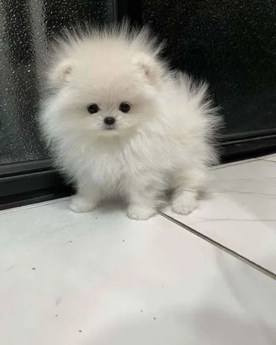 Filhote Spitz Alemão, Dê um lar para um filhotinho e ganhe um amor incondicional!