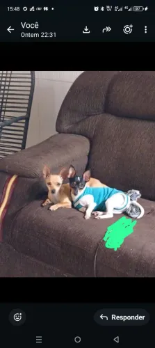Vendo Pincher machinho mine