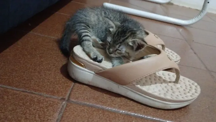 Doando gatinhas vermifugadas com dois meses de vida