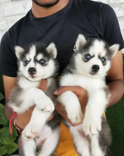 Husky siberiano alto padrao