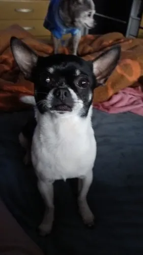 Chihuahua procura namorada