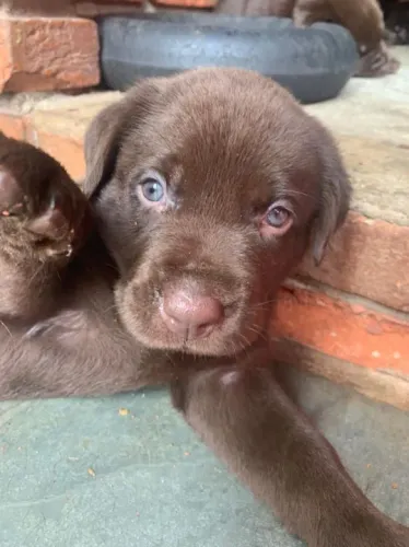 Labrador preto, amarelo chocolate 