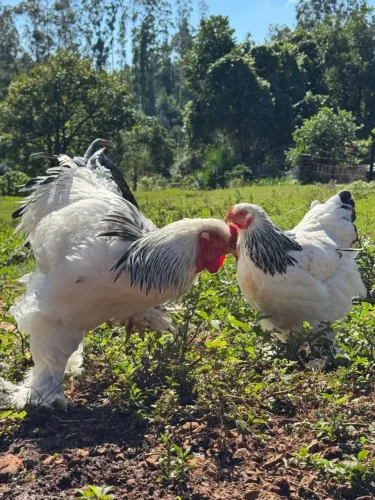 Pintinhos de bhrama
