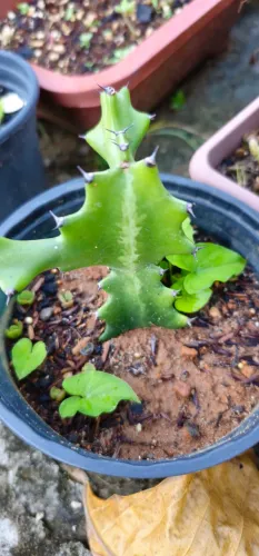 Cacto euphorbia muda
