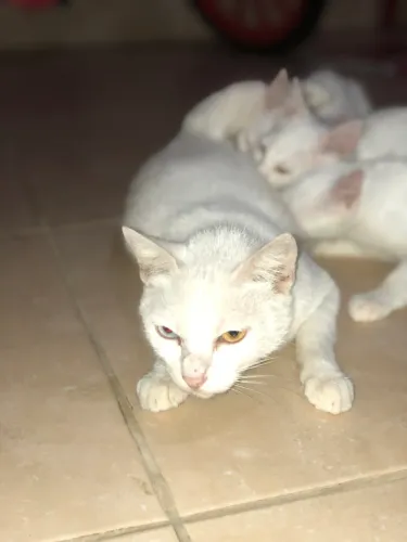 Doação de gata castrada olhos trocados um azul outro verde ! 3 filhotes 