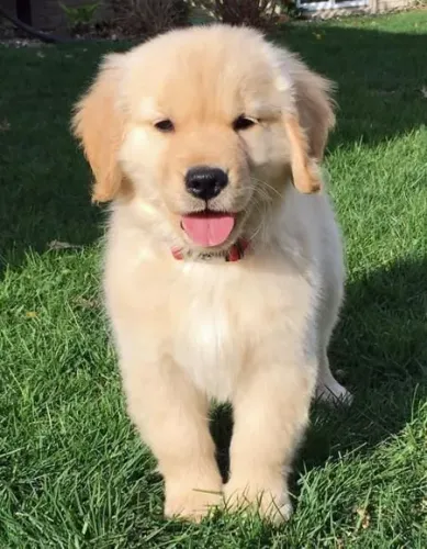 Filhote Golden Retriever ideal para interior 