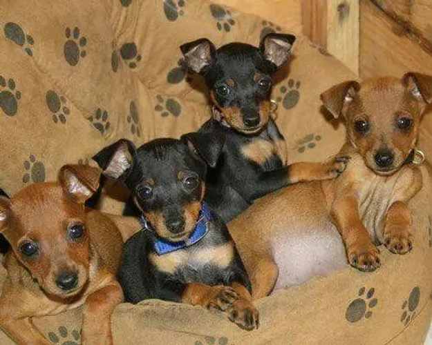Pinscher Machos e Fêmeas