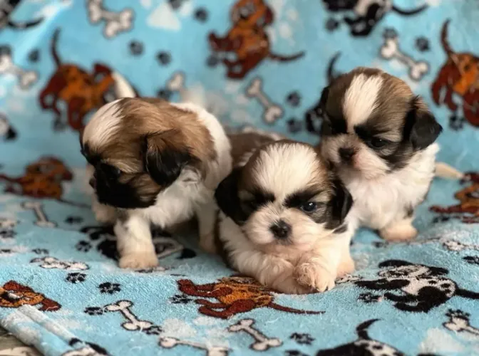 Shih Tzu