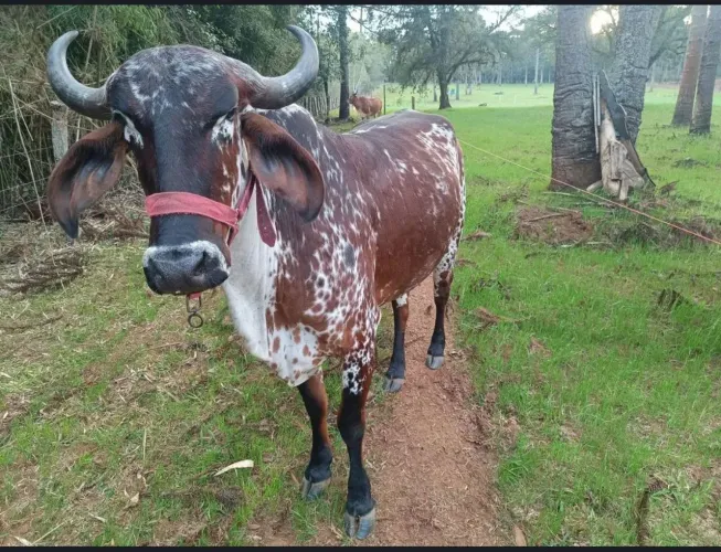Vendo Boi e novilhas