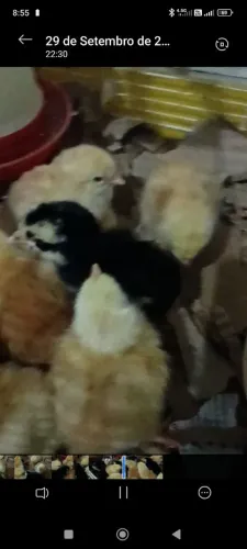 Pintinhos de caipirão com GSB e Gigante Negro de Gersey 
