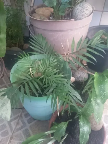 Muda de mini coqueirinho 