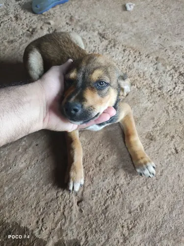 Dois machos para adoçao