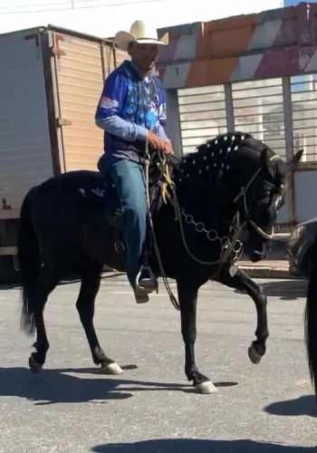 Garanhão, registrado e chipado