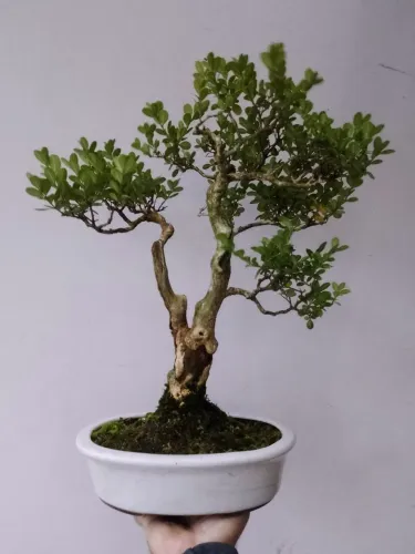 Bonsai buxos 16 anos
