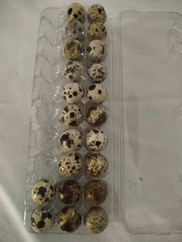 Ovos Férteis de Codornas (30 ovos) 
