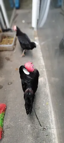 Galinhas Cara de palhaço
