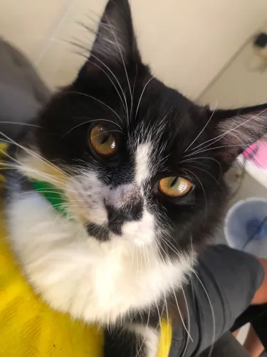 Gatinho para venda
