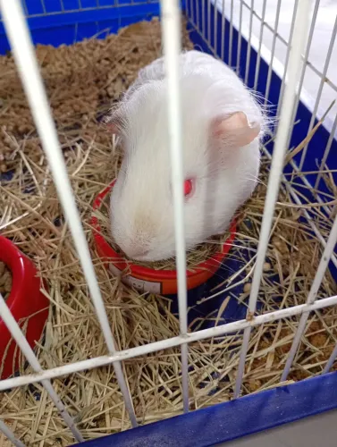 Porquinho da Índia Branquinho de olhos vermelhos