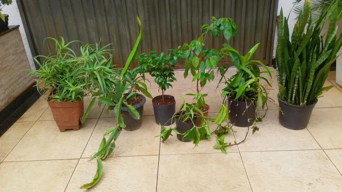 Desapego de combo de plantas 