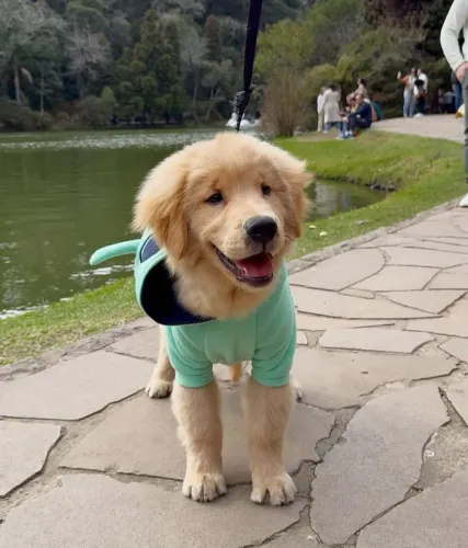 Golden Retriever Microchip e Pedigree de pureza 