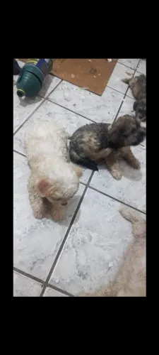 Vendo pets raça alha apson