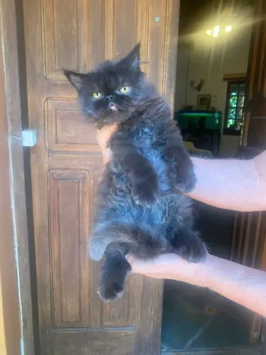 Gato Persa de linhagem premiada, última chance