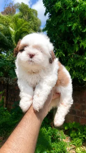 Shih-tzu Macho Até 1O Vezes Sem Juros