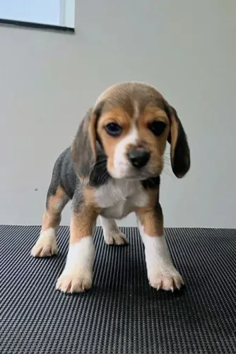 Vendo filhote de beagle fêmea 